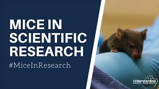 Mice in scientific research