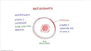 Which Antioxidants To Use Together?