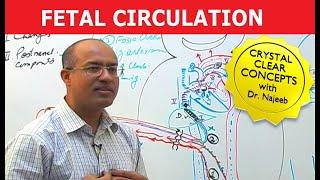 Fetal Circulation | Embryology | Dr Najeeb