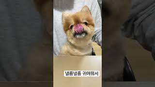 #dog #happy #pet #감사 #찐사랑 #찐행복 낼름낼름 귀여워