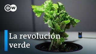 Bioeconomía como alternativa - ¿qué tan prometedores son los recursos renovables? | DW Documental