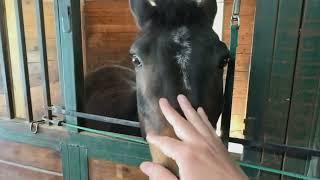 All the horses eating..  Testing out equipment..  #friesian #friesianhorse #horse #horsestable