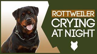 ROTTWEILER PUPPY TRAINING! How To Stop your Rottie Puppy Crying At Night!