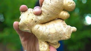 7 Tips to Grow Ginger in Containers in 2 Min