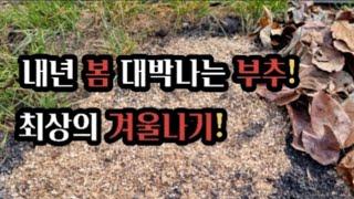 내년에 최고의 부추싹 틔울려면 겨울 오기전에 꼭 해야 할 일!(2022.11.13) (#부추겨울나기)