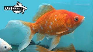 Get These Fish Out Of The Hobby! Top 10 Fish That Shouldn't Be In Aquariums