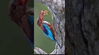 Wildlife video editing / Wildlife cinematic video #youtubeshorts #birds #shorts #wildlife #trending