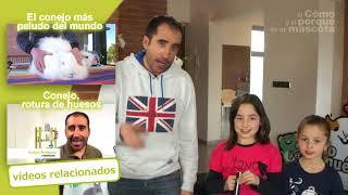 CONEJOS - El conejo más grande del mundo