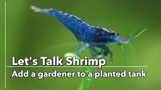 Let's Talk Shrimp - New Shrimp Added!!