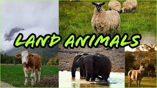 Land Animals for Kids to Learn | Learning Land Animal Names for Children | Cute Animals Kids Video