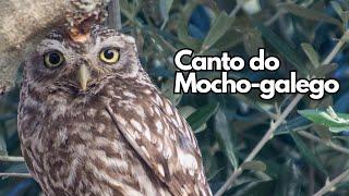 Canto do mocho-galego (Athene noctua)