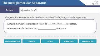 JGA Apparatus | juxtaglomerular apparatus