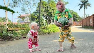 Bibi and lala harvest pumpkins to cook soup when the house runs out of vegetables!