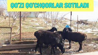 QO'ZI QO'CHQORLAR SOTILADI .️ +998 93 702 47 49