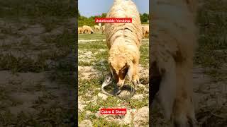 Just Unbelievable friendship between Cobra & Sheep