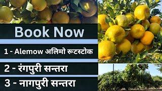 Alemow Rootstock || अलिमो रूटस्टोक ||Orange Plant Book Now || नागपुरी , रंगपुरी संतरा