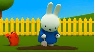 Miffy Tries Farming! | Miffy's Adventures Big & Small