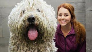 The LONGEST groom I've EVER done! | The Komondor Dog