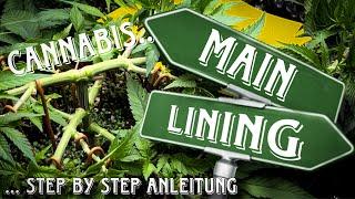 ️ The rise of Nana 🪴 Vol 6 // CANNABIS - MAINLINING SCHRITT FÜR SCHRITT ANLEITUNG VOM PROFI