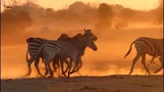 Sunset with Zebras#wildlife #travel #animals #wildlifetravel #traveladventuretours3523