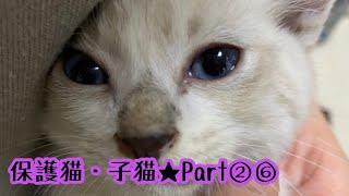 【保護猫・子猫】第26段チビにゃんズのシャンプー