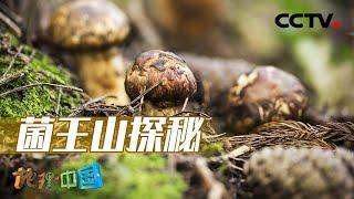 菌王山探秘：松茸为何会集中出现在菌王山？20220625 |《地理·中国》CCTV科教