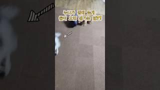 누나가 집에 늦게 들어오면 생기는 일?!  #shorts#강아지#강아지일상#pets#cute#모카#리치#FunnyPolka#웃참#funny