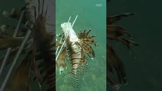 Why traditional #fishing methods don't work for invasive #lionfish.  #Colombia