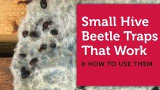 Small Hive Beetle Traps That Work & How to Use Them
