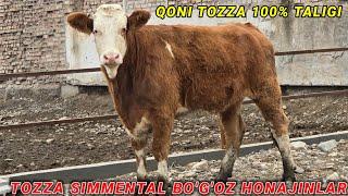 Tozza Simmental Bo'go'z Honajinlarni Noyoblari G'ulom aka Fermasidan sotiladi