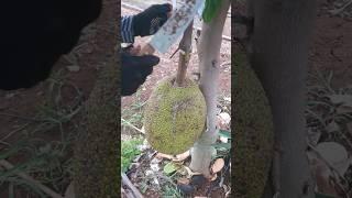 Ninja Farmer Picking Jackal fruit trees #jackal #foodie #garden #fruit #vegetable #farming #guava