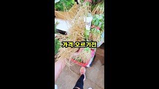 가격이 점점 오르고 있어유~~ #Shorts