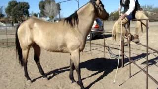 Mike Thomas & Buckshot: Intro Fence work