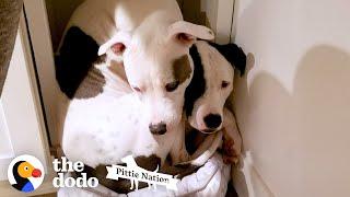 Pittie Won't Leave His Long-Lost Brother's Side Ever Again | The Dodo Pittie Nation