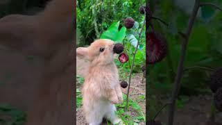 小兔子吃杨梅 The Little Rabbit Eats Bayberries #bunny #rabbit #BabyBunny #animals #Leveret #cute #funny