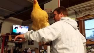 A Guy and His Chicken