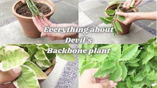 How to propagate Devil’s Backbone// pedilanthus//care tips for beginners//all about Euphoriba 