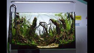 The Art of the Planted Aquarium 2017. Polish aquascaping contest.