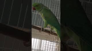 Different kinds of parrot on my aviary