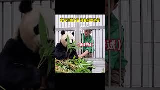 老宋和爱宝的感情真的很铁，是可以随便伸手摸肚子的程度#爱宝#大熊猫爱宝