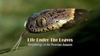 Herpetology Field Course - May 25 to June 7