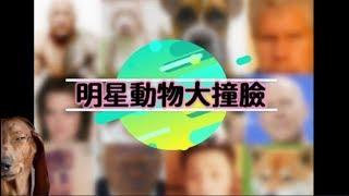 爆笑《明星動物大撞臉》撞歪第一彈 第1名真的會笑死XD