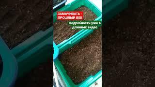 ЗАМАЧИВАТЬ-прошлый ВЕК. КАК Сею семена, ращу РАССАДУ