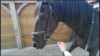 Discussing the difference between riding Friesian horse Apollo compared to Arabian horse Farouk  