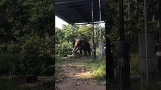 Sri lanka  Pinnawala Elephant Orphanage #srilanka #shorts #anime #animals