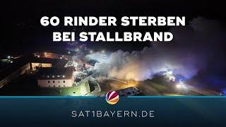 Brand auf Bauernhof in Steiningloh: 60 Rinder sterben bei Stallbrand