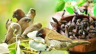 Society finch - Wikipedia - A large crowd came to eat happily #birds #nest #bird #babybird #animals