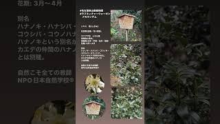 #名古屋東山動植物園 #ラブネィチャー  #自然学校 #シキミ　#樒 #健康運動  #シキミの花