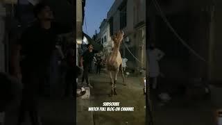 CAMEL QURBANI 2023 | COW QURBANI 2023 #shorts #bakra #qurbanistatus #cow #camel
