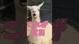 反芻（はんすう）ってこういうこと　This is the rumination #shorts #llamas